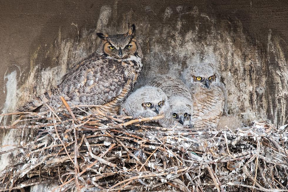 A Family Of Owls Killed By Bird Flu Was Found In A Minneapolis Park