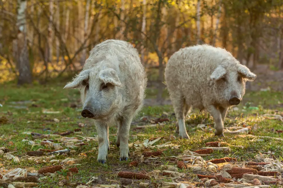 Who Let the Hogs Out in Southern Minnesota?