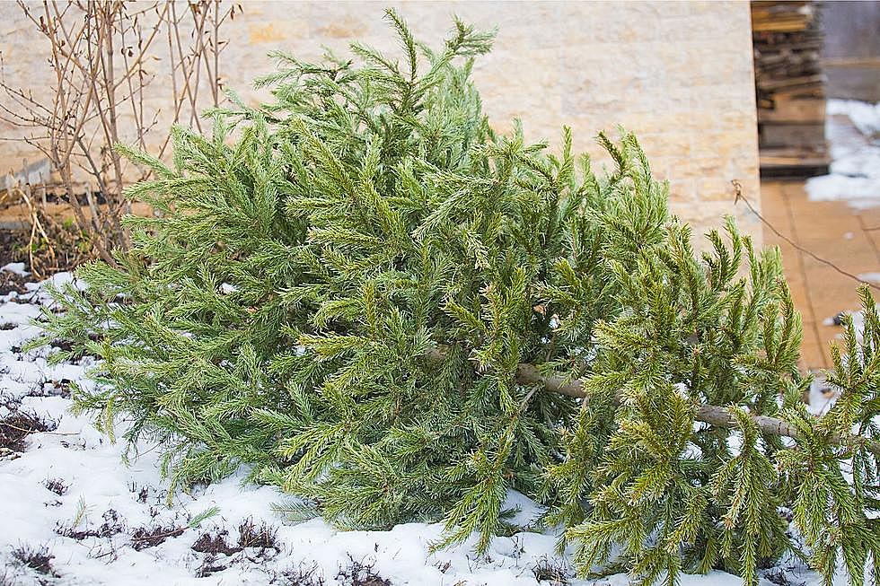 Save Our Forests, Proper Christmas Tree Disposal in Faribault