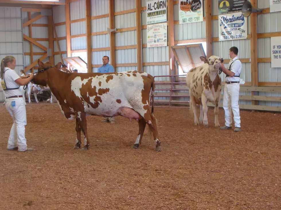 Talking Livestock At The Fair