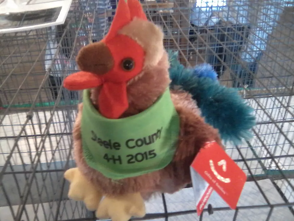 No Live Poultry at the Fair, but the 4-H Judging Goes On