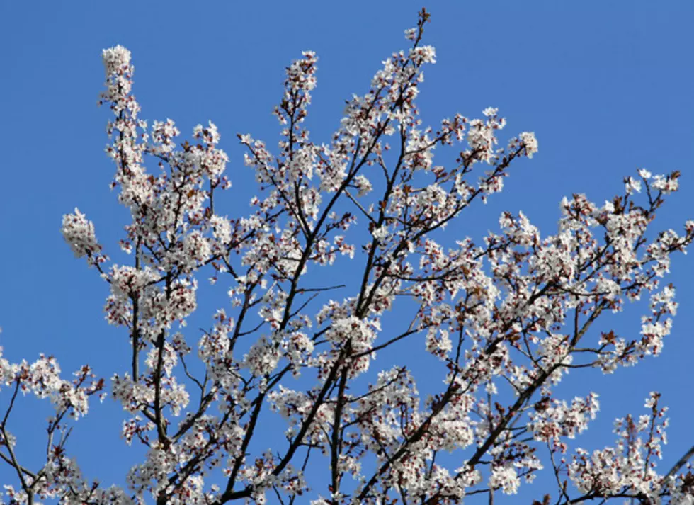 Horticulture Day is March 5 in Waseca