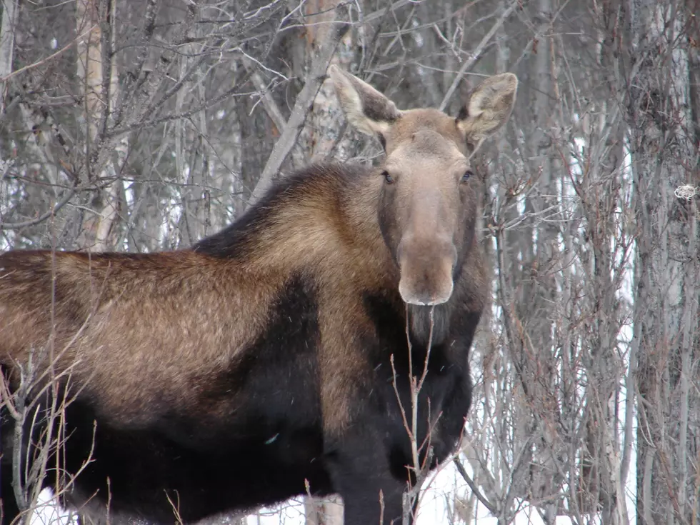 These 7 Animals Know How to Survive a Minnesota Winter