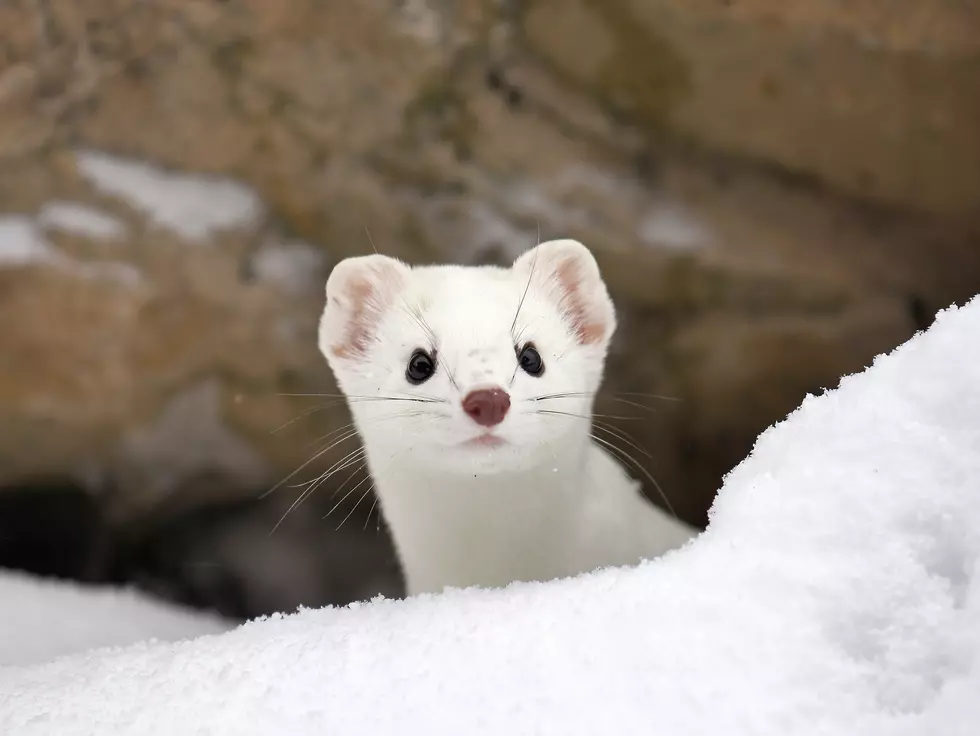 Check Out KRFO/Kat Kountry 105&#8217;s New Pet Weasel