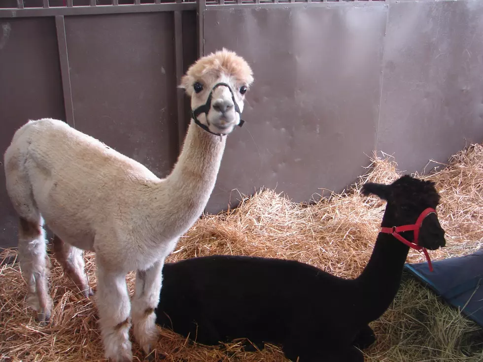 15 Animals You'll See at the Fair