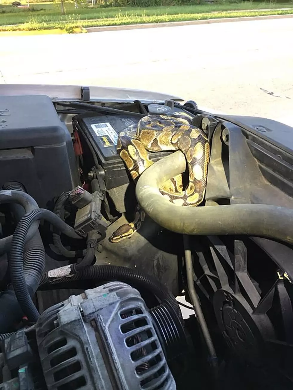 Wisconsin Driver With Car Troubles Finds Huge Python Under Hood