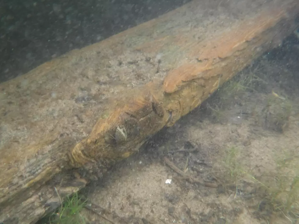 Zebra Mussels Found in Another MN Body of Water