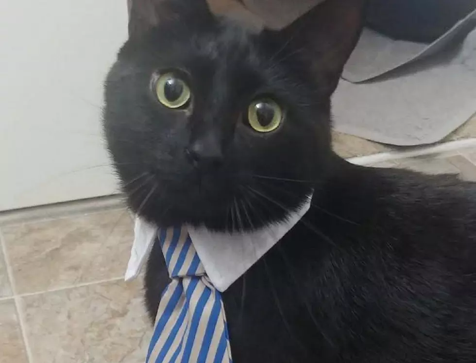 cat costume