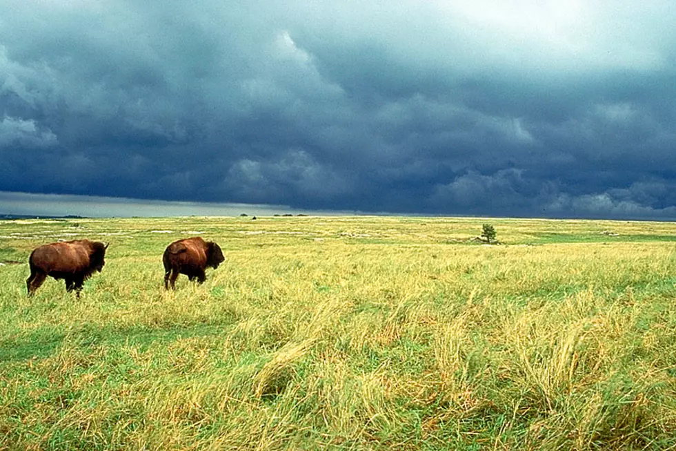 Catch Incredible Views of a Bison Herd 3.5 Hours from Rochester