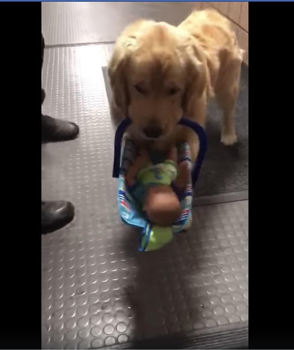 Therapy Dog Busted for Stealing [WATCH]