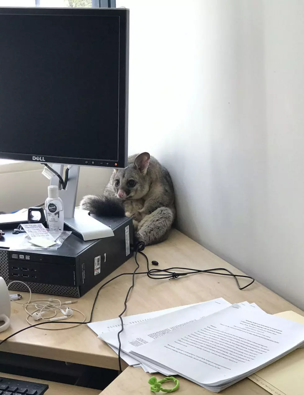 Opossum Trashes Office and Becomes Internet Sensation