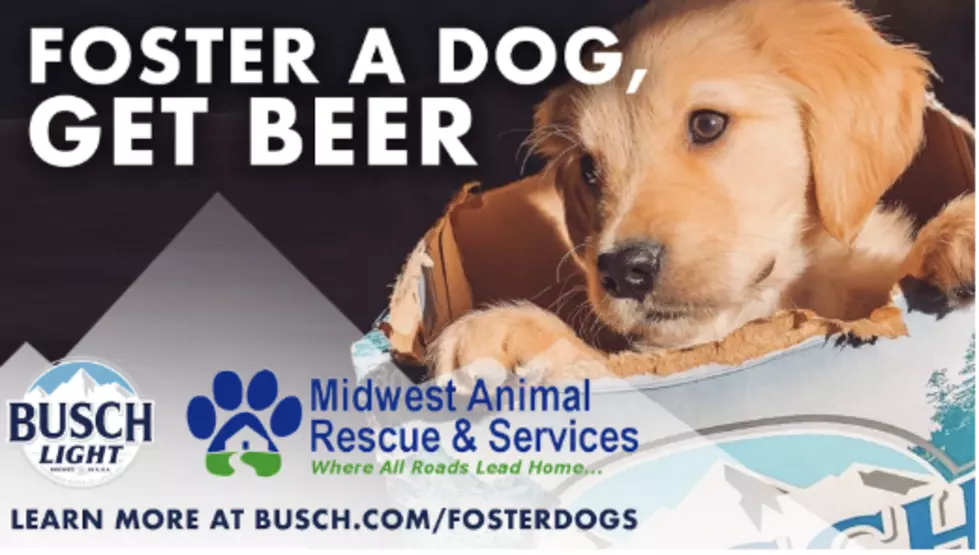Busch Is Giving 3 Months’ of Beer if You Foster (Or Adopt) A Dog
