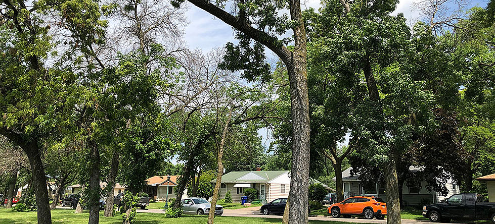 Emerald Ash Bore Found in Blue Earth County