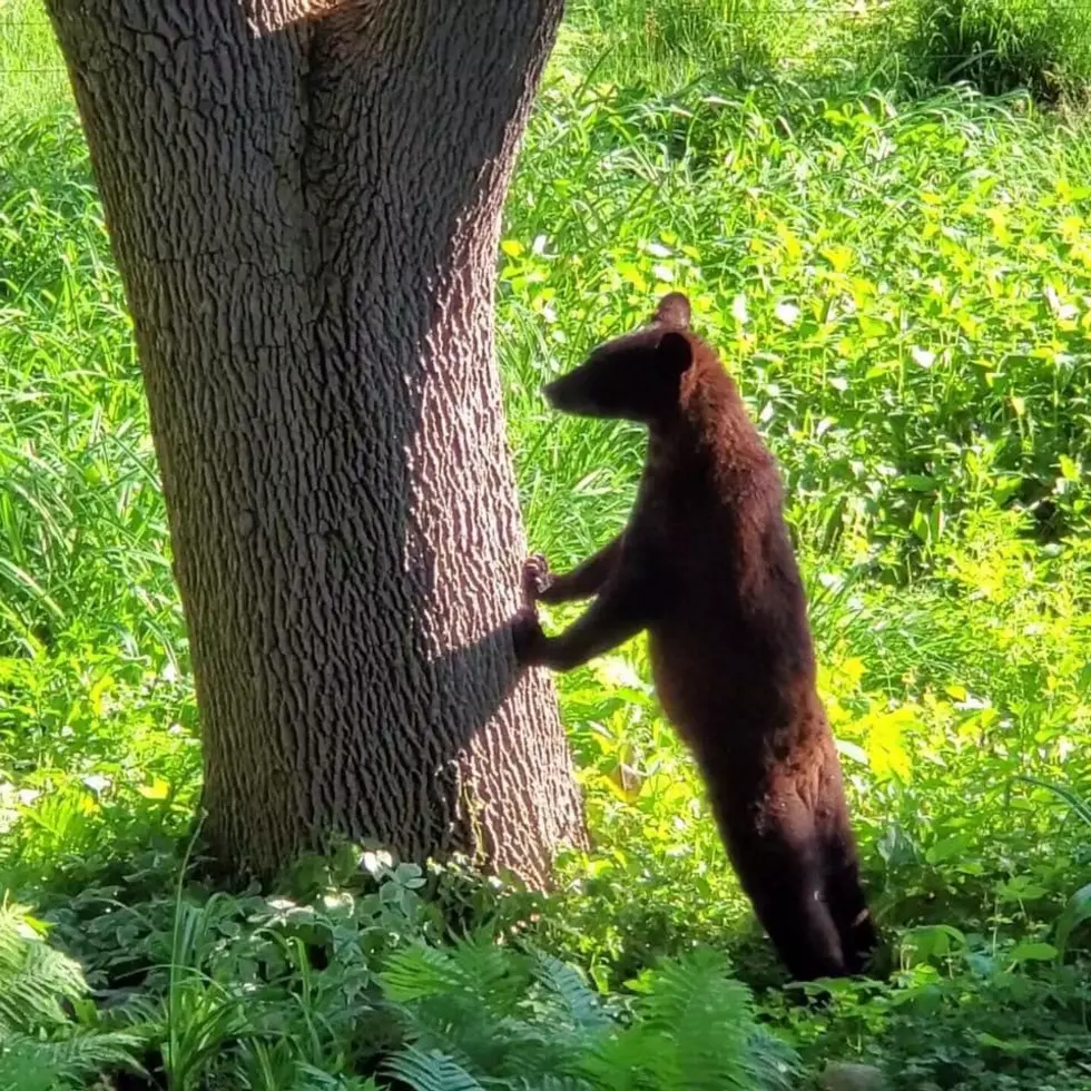 A Young Bear Was Spotted Roaming Maple Grove This Weekend