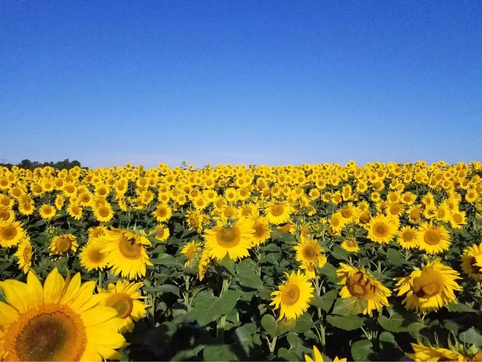 This North Metro Sunflower Field is a Perfect Picture Destination!