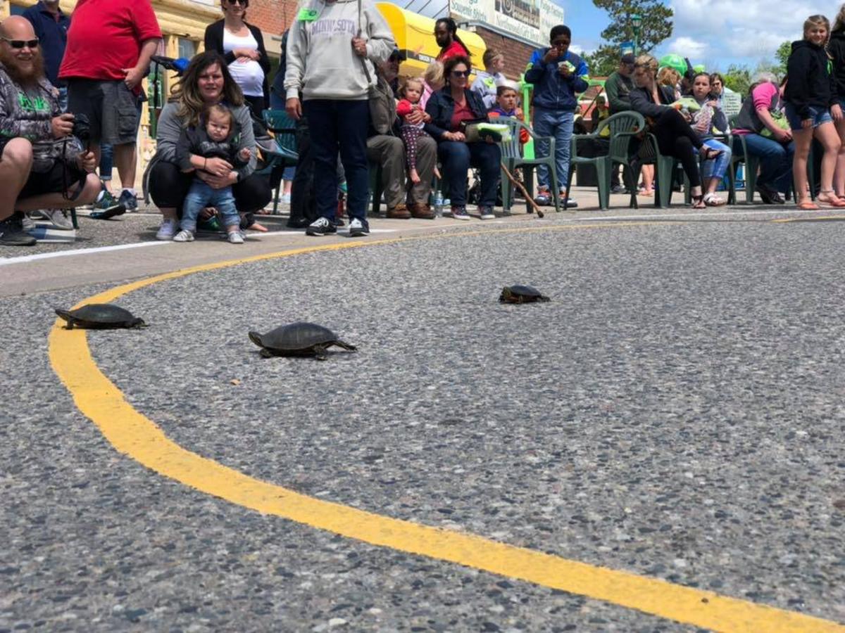 Turtle Racing Slips Did You Know the Turtle Racing Capital of the World is in MN?