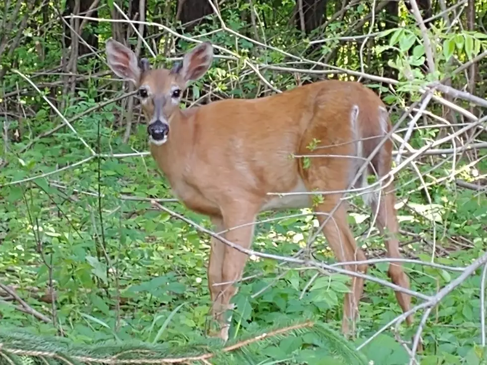 Special Deer Hunt in Rice Lake State Park