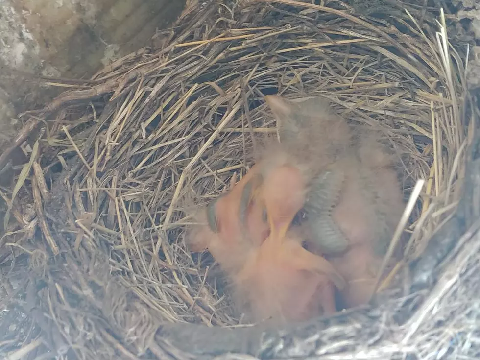 Robin’s Nest is Ugly Example of Nature’s Beauty [Video]