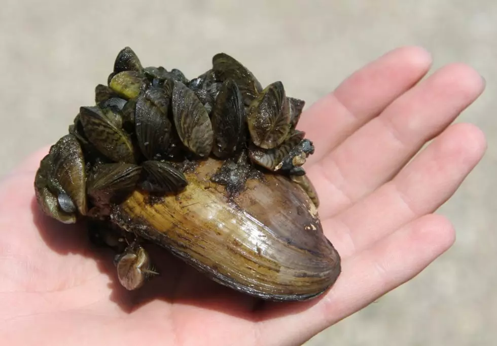 Zebra Mussels Causing Issues in Minnesota Lakes