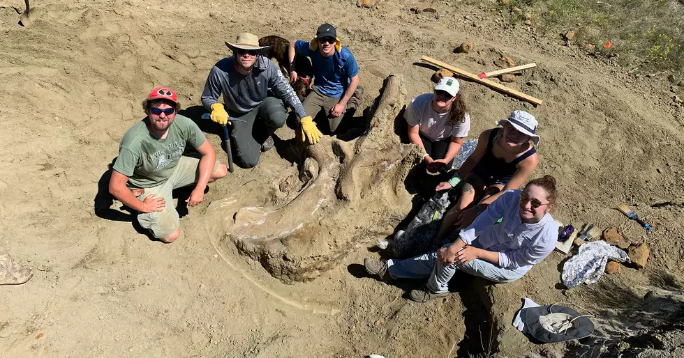 College Students Unearth a 3,000 Pound Triceratops Skull in South Dakota!