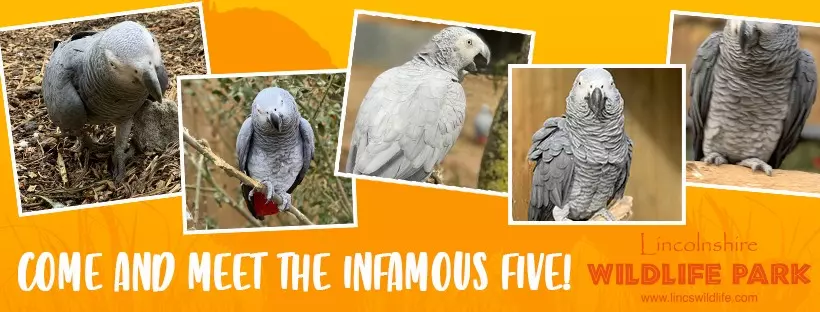 5 Potty Mouth Parrots Separated After Swearing at Zoo Guest