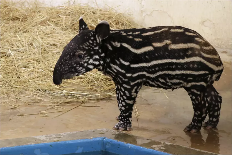 The Minnesota Zoo Is Asking for Help Naming Their Newest Baby Tapir!