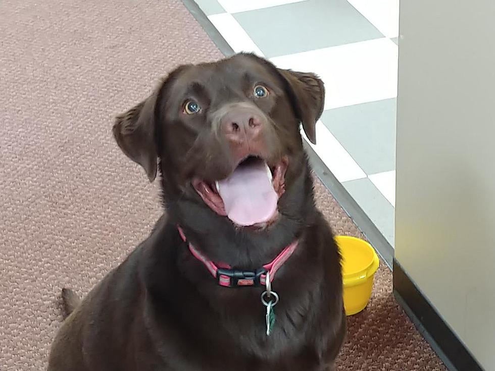 Should You Kiss Your Dog? [Photos of Cool MN Pups]