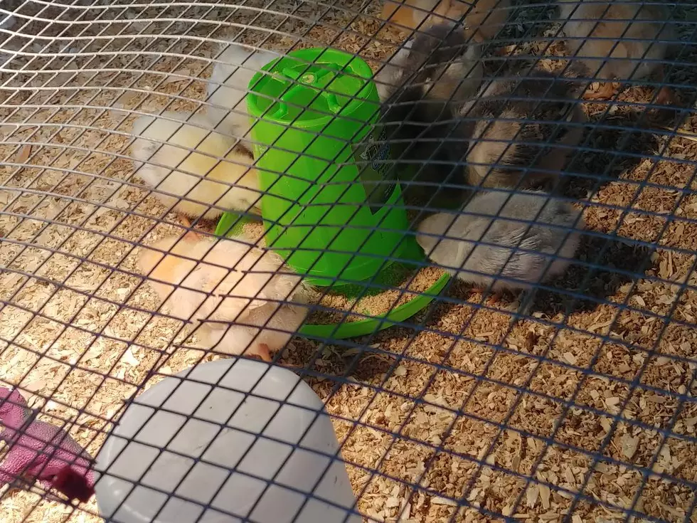 Chicks Vs. The Fly: Battle Royal at Rice County Fair