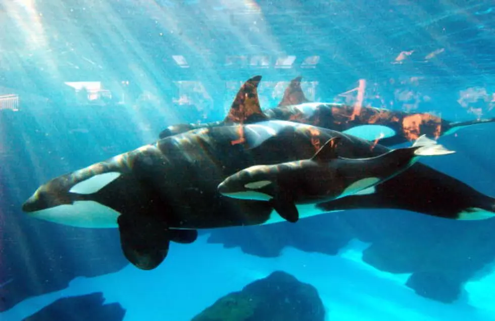 SeaWorld Abusing Orca Whales! Sign Petition