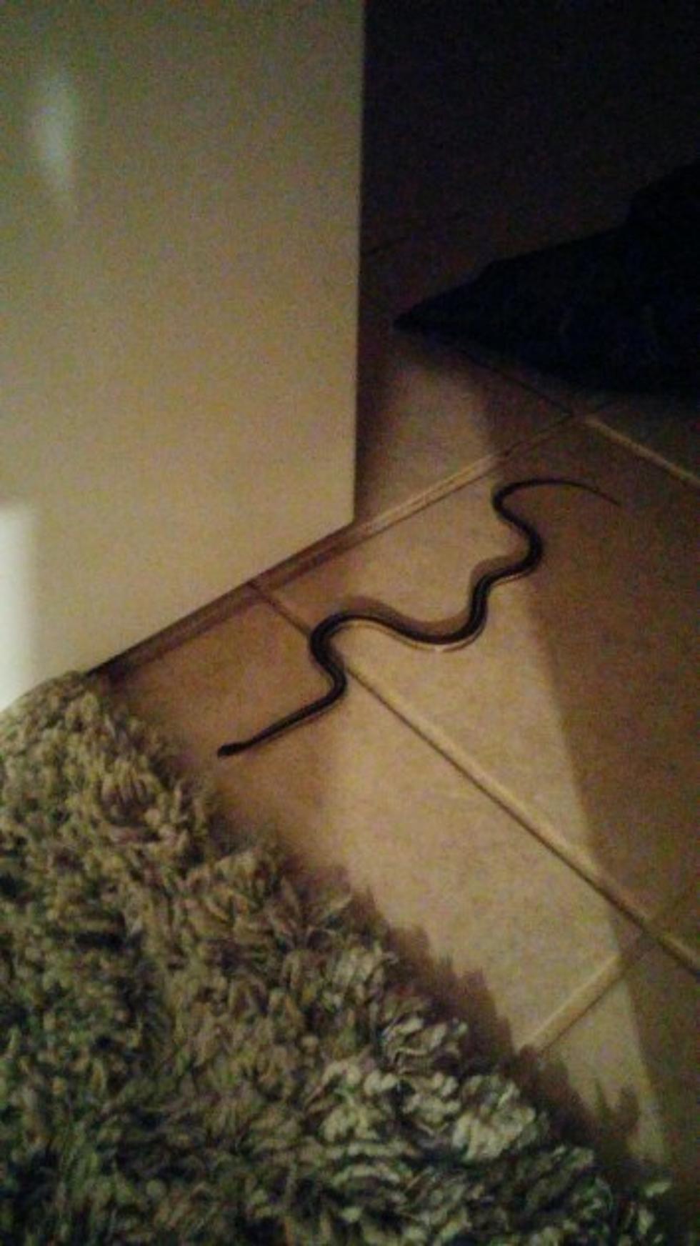 Sick of the Mother F&#038;%$#@* Snakes In My Mother F&#038;%$#@* House!
