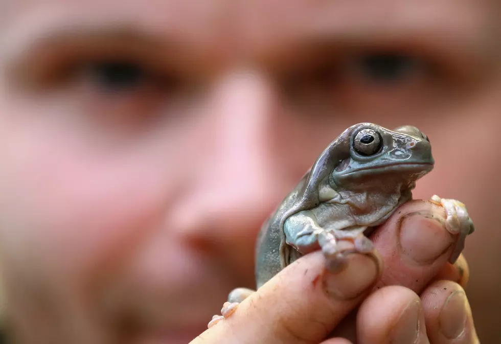 Binder Park Zoo Needs Help Counting Frogs