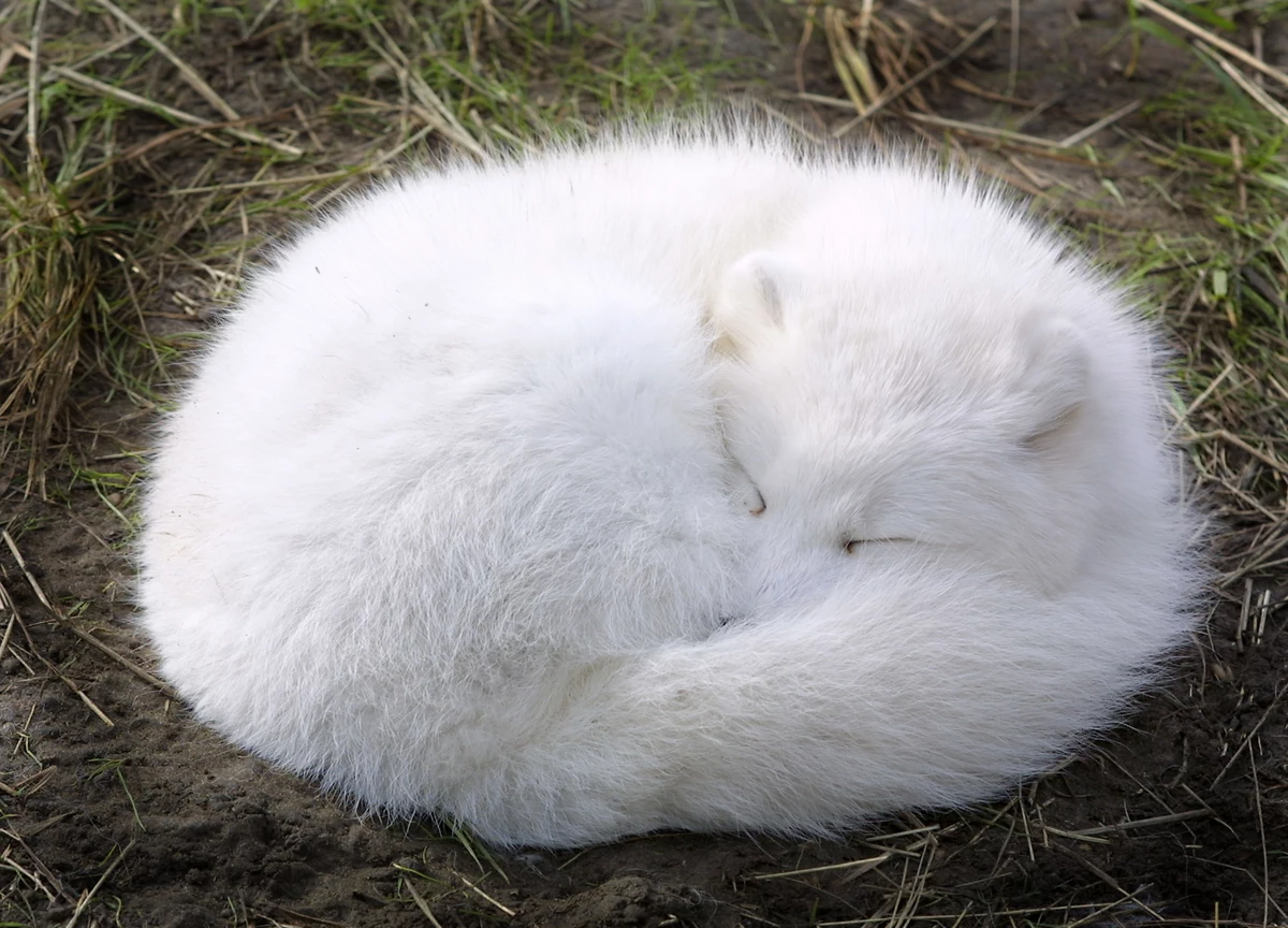 Белая лиса спит