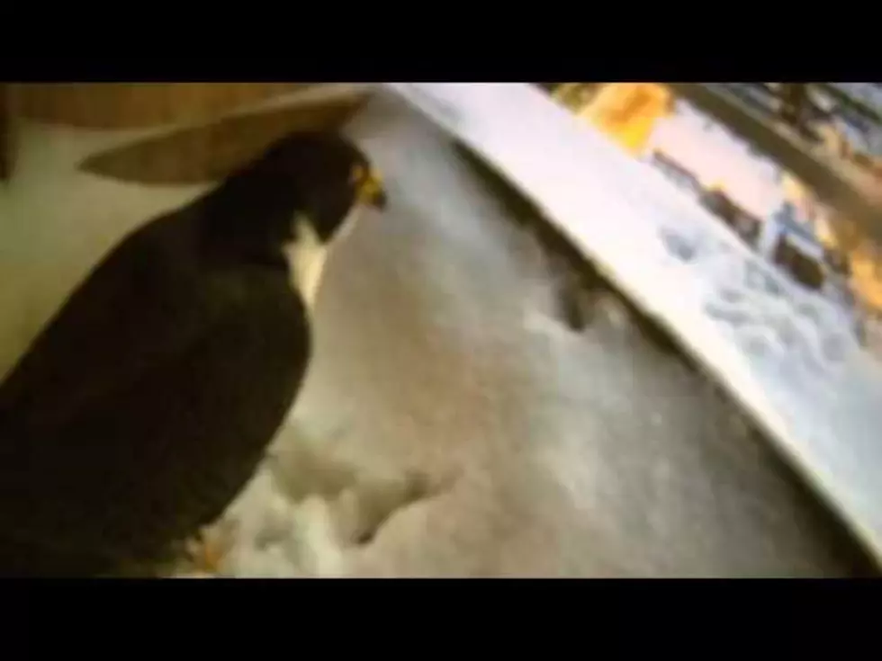 Kalamazoo Falcons Get Feisty On Camera