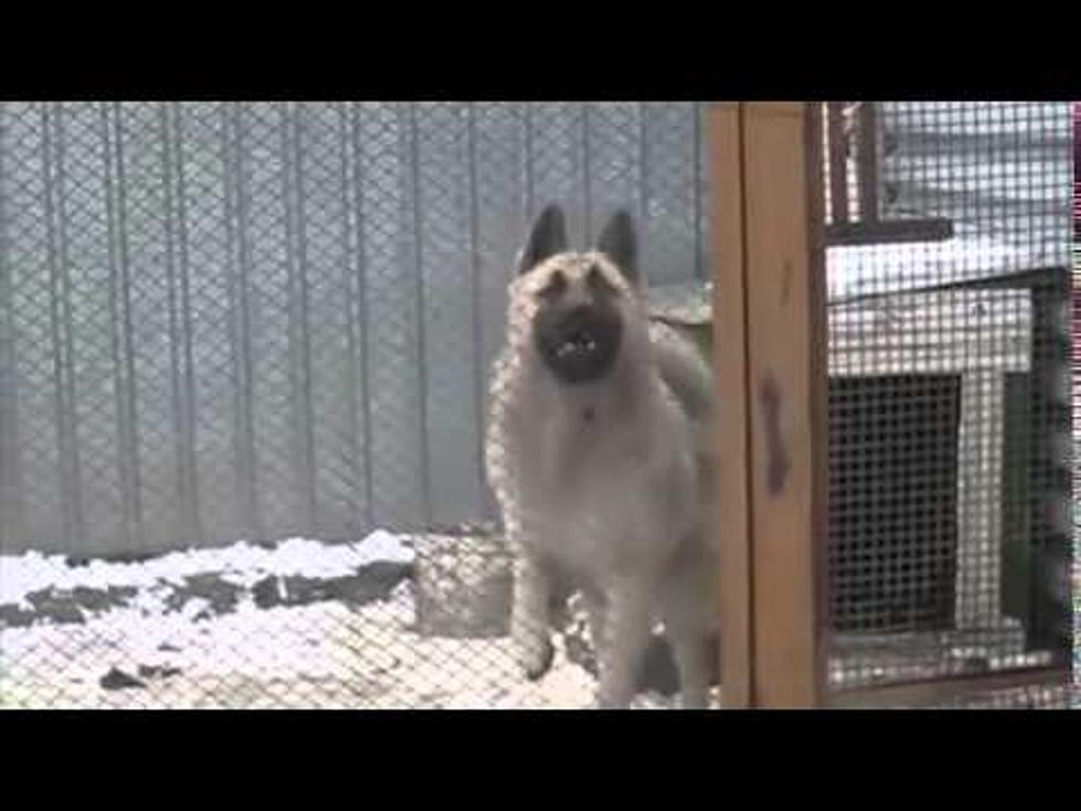 Dancing Dog Goes Viral [VIDEO]