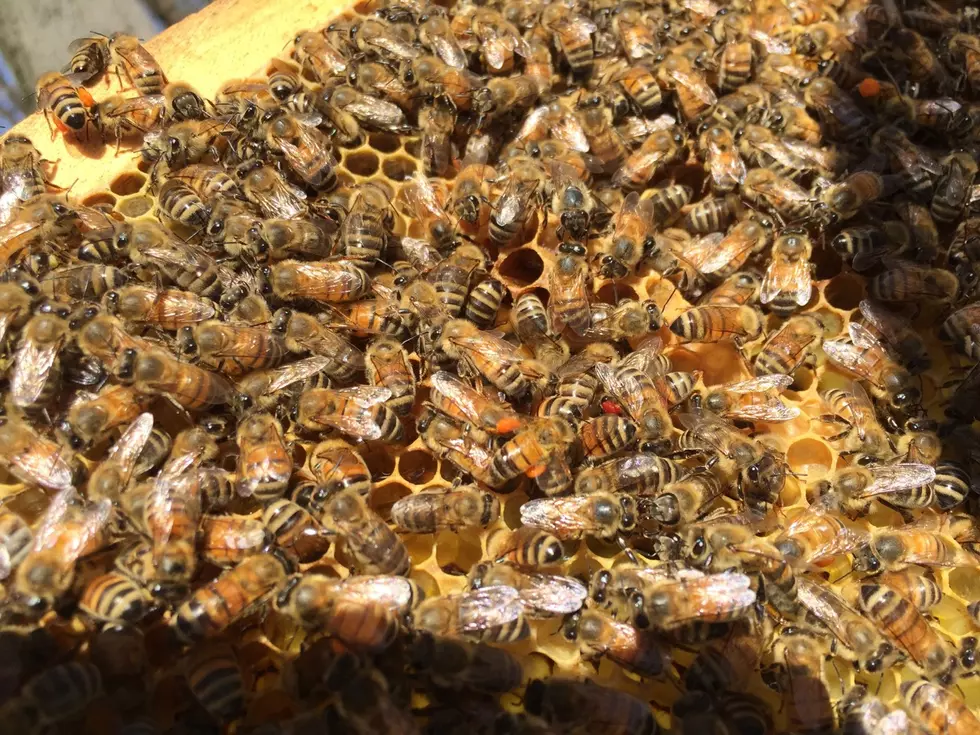 Buzzworthy: KVCC Offers Beekeeping Class