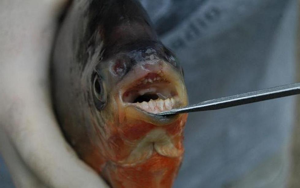 Fish With Human-Like Teeth Found In Lake Michigan