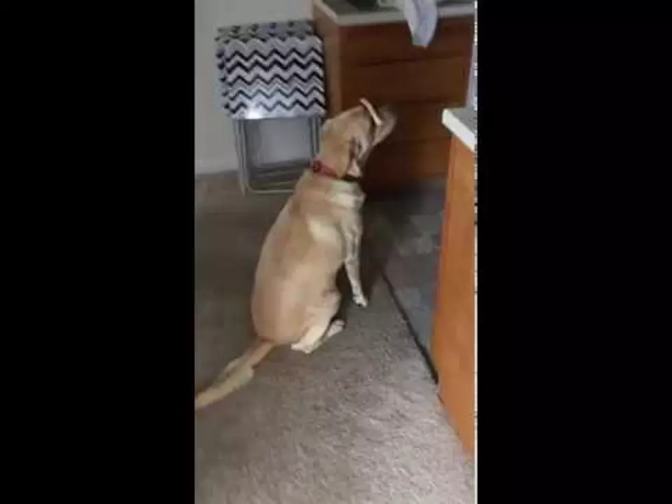 Dog Tricks