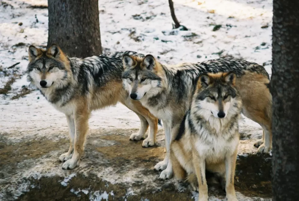 Binder Park Zoo Announces the Passing of their Last Mexican Gray Wolf
