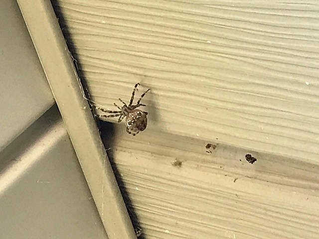 What kind of 2024 spider is this