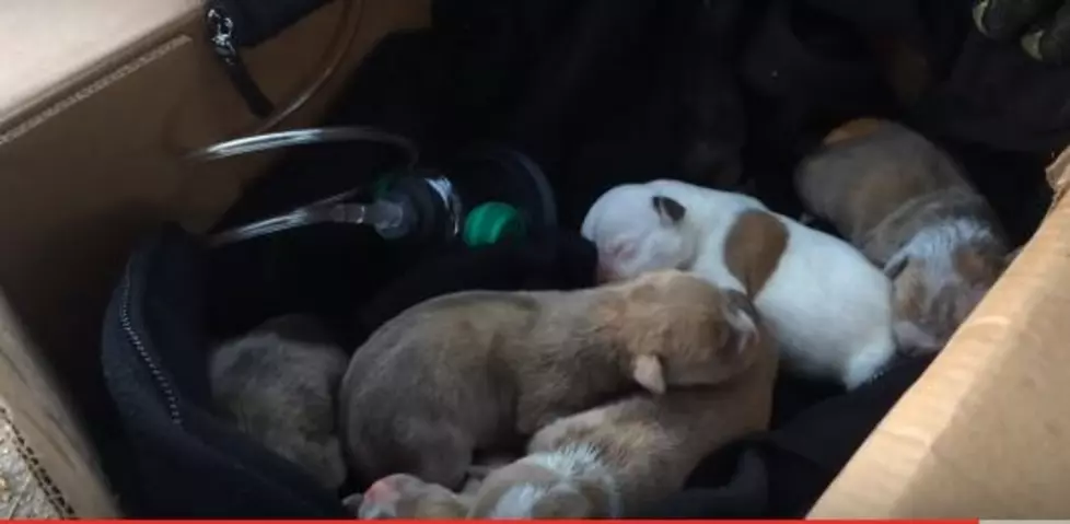 One Day Old Puppies And Their Mom Rescued From Home Fire In Muskegon Michigan