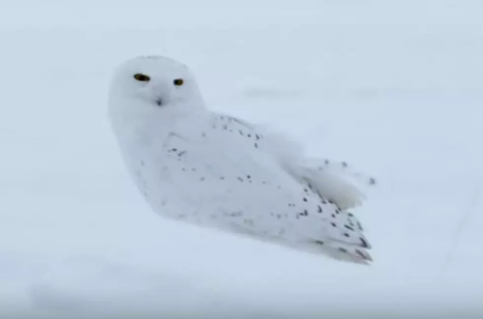 An Owl From The North Pole Can Be Found In West Michigan