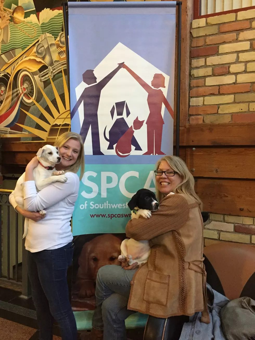 The SPCA Held A Fund Raiser At The Beer Exchange In Kalamazoo But The Puppies Stole The Show