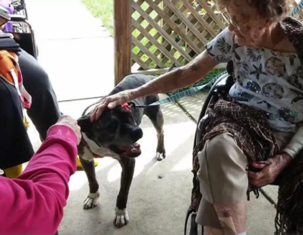 Families from Across America are Falling in Love with this Senior Dog from Kalamazoo
