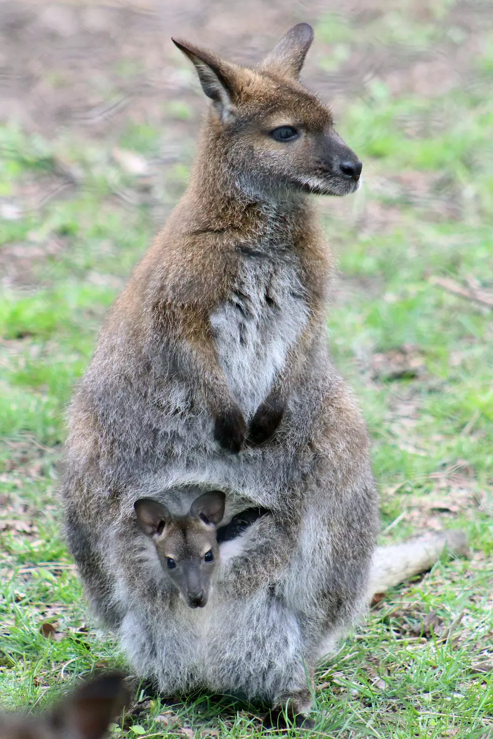 How About Mother&#8217;s Day at Binder Park Zoo