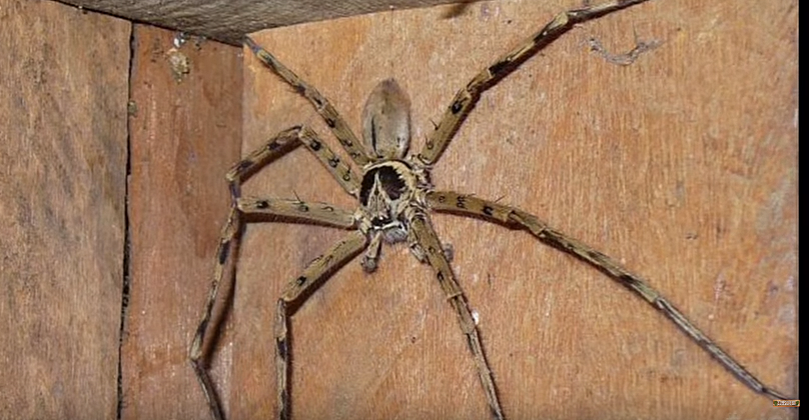 wolf spider poisonous to humans