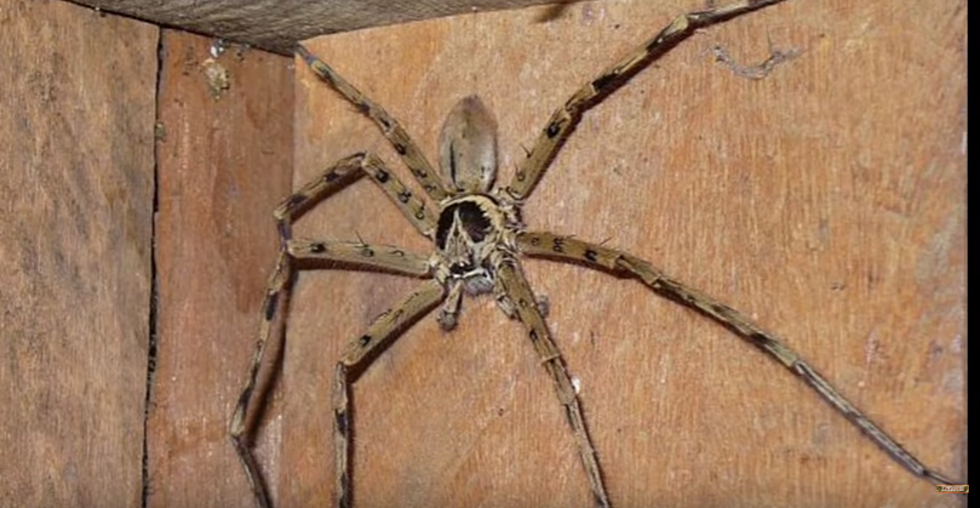 Michigan Has 2 Poisonous Spiders And One Really Scary 1