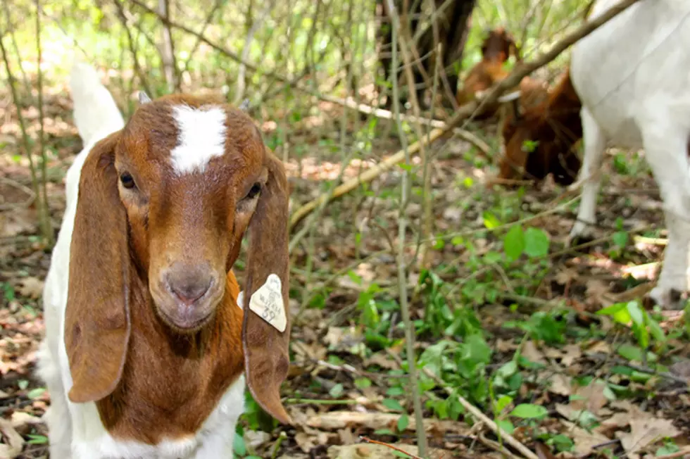 'The Goat Ate My Homework' Gets Your Attention.