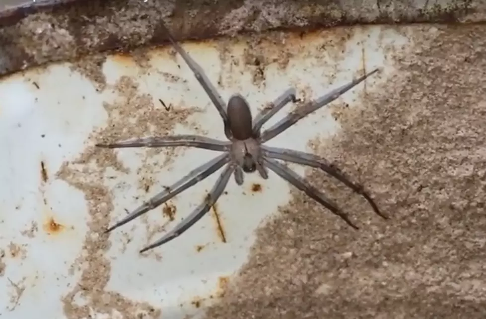 Brown Recluse Spiders In Battle Creek, Michigan. Truth or Myth?