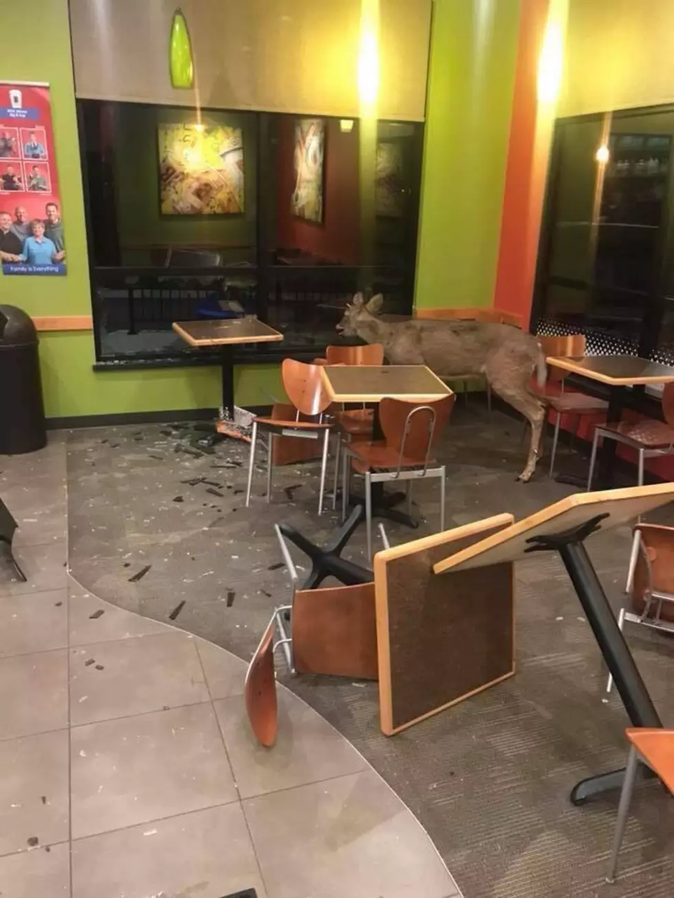 Biggby Coffee Texas Corners Closed Due To Deer Break In [UPDATE]