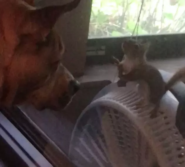 Video Of Red Squirrel Taunting Dog